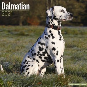 Kalender 2025 Dalmatiër