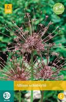 Allium schubertii 2 bollen - Jub