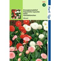 Hortitops - 2 stuks Bellis Perennis Pomponette Gemengd