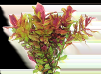 AquaVitaal Easy Grow Rotala Macrandia