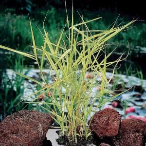 Bont riet (Phragmites Australis &ldquo;variegata&rdquo;) moerasplant - 6 stuks