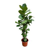 Ficus Lyrata vertakt XXL - 220cm - ø40 Ficus Lyrata vertakt XXL - 220cm - ø40