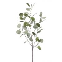Eucalyptus