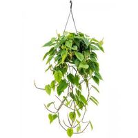 Philodendron scandens M hangplant - thumbnail