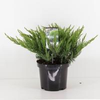 Juniperus sabina tamariscifolia 35 cm - Warentuin natuurlijk Juniperus sabina tamariscifolia 35 cm - Warentuin natuurlijk