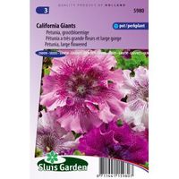 Grootbloemige petunia bloemzaden – California Giants - thumbnail