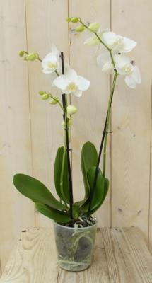 Vlinderorchidee Twee Takken wit 60 cm - Warentuin natuurlijk