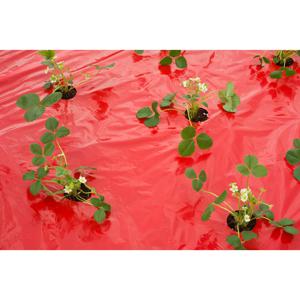 Nature Kweekfolie voor aardbeien - rood - 5 meter - Aardbeientuin folie - Moestuin artikelen