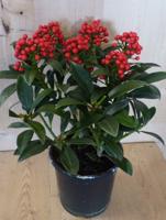 Skimmia met bes 30 cm Warentuin Natuurlijk - Warentuin natuurlijk