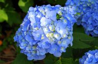 Hortensia