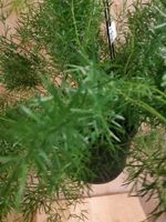 Asparagus Sierasperge Hangplant - Warentuin Natuurlijk - thumbnail