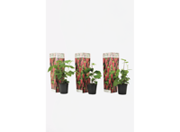 Rubus Tayberry - set van 3