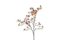 Countryfield cornus florida 86 cm bruin Countryfield cornus florida 86 cm bruin