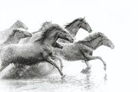 Karo-art Schilderij - Wilde paarden,  2 maten, Premium print