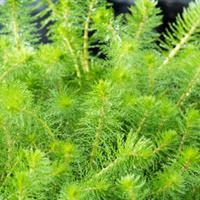 Moerings Myriophyllum crispata - Vederkruid