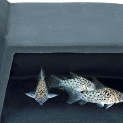 Sf undergravel fish cave m - Superfish