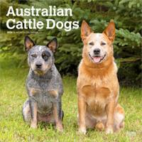 Australian Cattle Dog Kalender 2026