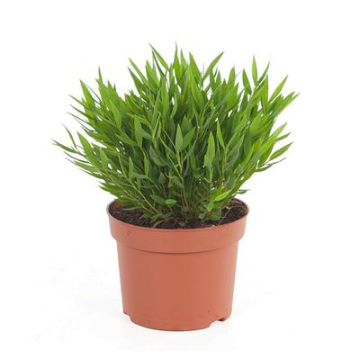 Kamerbamboe - Pogonatherum &apos;Monica&apos; - P12
