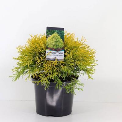 Chamaecyparis pis filifera aurea 45 cm - Warentuin natuurlijk