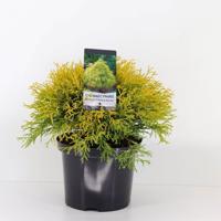 Chamaecyparis pis filifera aurea 45 cm - Warentuin natuurlijk