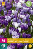Crocus blauw & wit 30 bollen