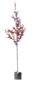 Puperbladige sierpruim Prunus cerasifera Nigra h 350 cm st. omtrek 12 cm - Warentuin Natuurlijk