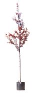 Puperbladige sierpruim Prunus cerasifera Nigra h 350 cm st. omtrek 12 cm - Warentuin Natuurlijk - thumbnail