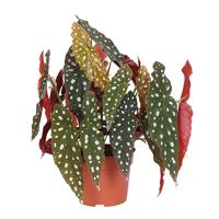 Begonia Maculata (Stippenplant) - P 17 cm
