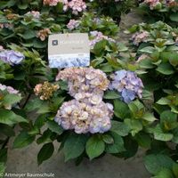 Hydrangea Macrophylla "Kanmara de Beauty Lila"® boerenhortensia - thumbnail