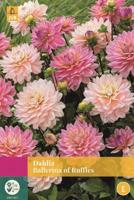 Dahlia Ballerina Of Ruffles gemengd 3 bloembollen Dahlia JUB - Jub