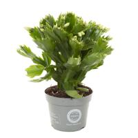 Lidcactus wit (Schlumbergera) - P 12 cm