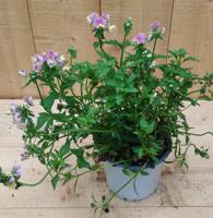 Nemesia roze Warentuin Natuurlijk - Warentuin natuurlijk