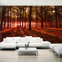 Zelfklevend fotobehang - Herfst Ochtend, Bos, 490x280cm, premium print - thumbnail