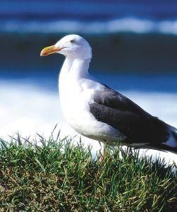 Seagull (zeemeeuw)