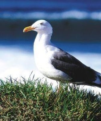 Seagull (zeemeeuw)