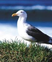 Seagull (zeemeeuw)