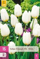 Tulpenbollen triumph wit 15 stuks Tulpenbollen triumph wit 15 stuks