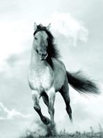 Kunstdruk Blonde Attitude - Mane in the wind 60x80cm