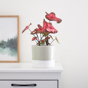 Caladium Postman Joyner - P12