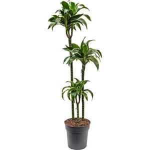 Dracaena dorado M kamerplant