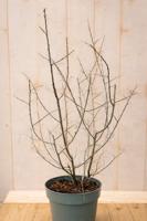 Duindoorn vrouwelijk Hippophae rhamnoides Leikora 110 cm Warentuin Natuurlijk - Warentuin natuurlijk