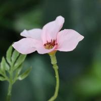 Kunst Bloesemtak Nigra 90cm Roze