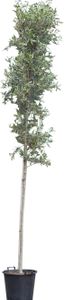 Olijfboom hoogstam Olea europaea 325 cm - Warentuin Natuurlijk