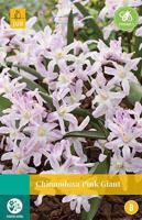 Chionodoxa Pink Giant 12 bollen - Jub Chionodoxa Pink Giant 12 bollen - Jub