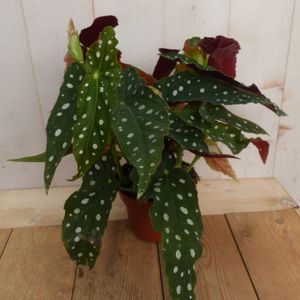 Kamerplant Begonia Maculata met stip Begoniaceae - Warentuin Natuurlijk