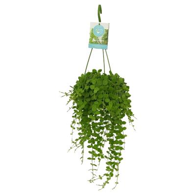 Dischidia Nummularia - P 14 cm