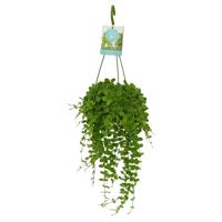 Dischidia Nummularia - P 14 cm