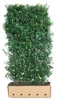Kant & klaar haag Ilex meserveae Heckenpracht 200 x 100 cm breed Amerikaanse hulst Quickhedge - Quickhedge