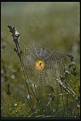 Spider (spin)