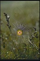 Spider (spin)